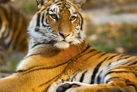 Tigre au Zoo du Bronx à NY