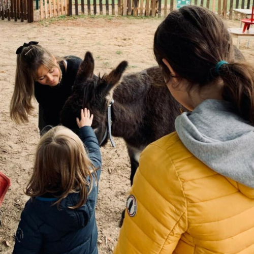 Ferme pédagogique du Bel Air : âne