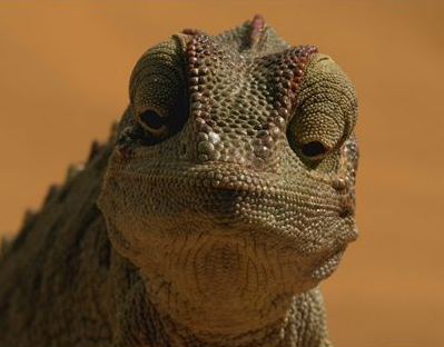 Nature (Enchanted Kingdom)