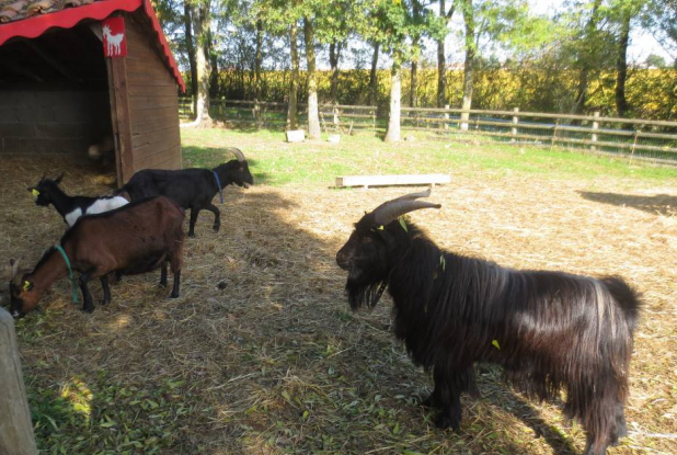 Ferme de l'Ouch Babin - chèvres