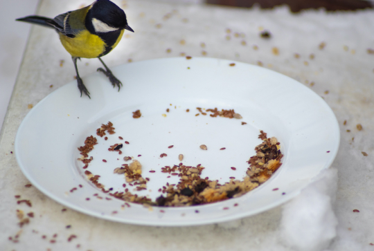 Bricolage : fabriquez une cabane à oiseaux avec les enfants - Mangeoire