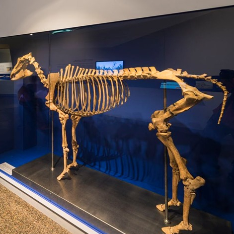 Musée de Préhistoire de Solutré