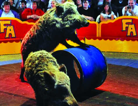 Nigloland - Sangliers savants