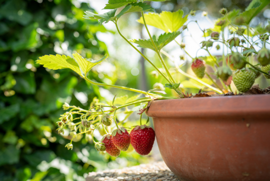 Planter des fraises en pot