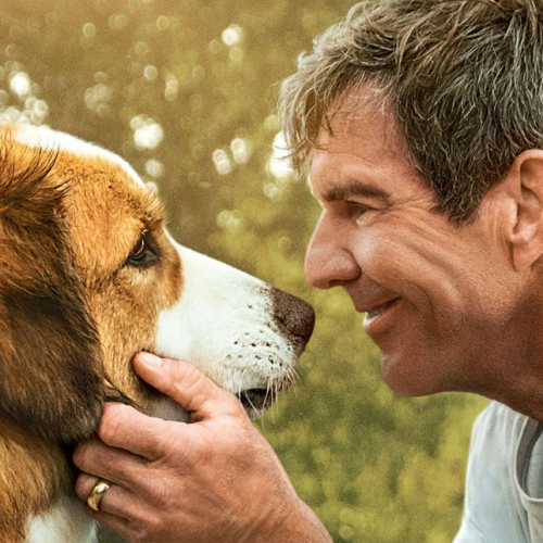 Mes autres vies de chien - Affiche