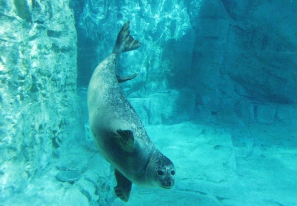 Seaquarium Le GrauDuRoi près de Montpellier visite en famille
