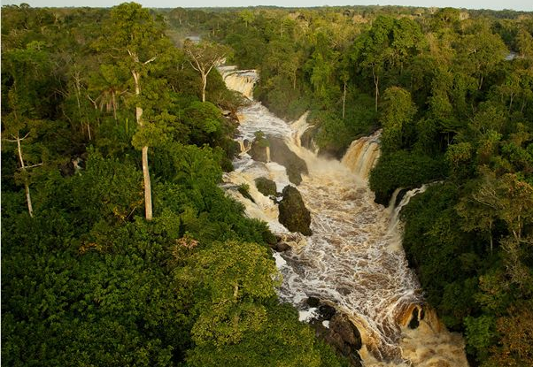 Il était une forêt