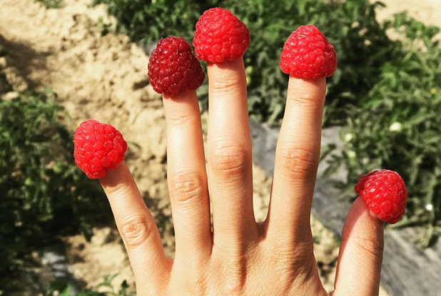 Cueillette de Cergy : framboises