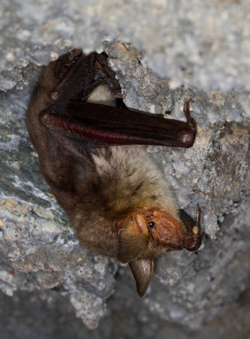 Grand Murin au repos