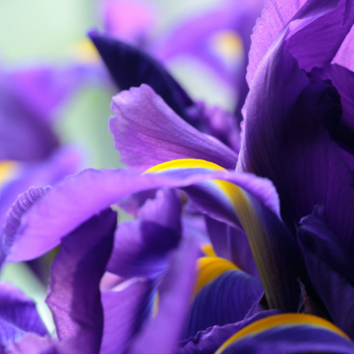 Parc Floral de Bordeaux : iris