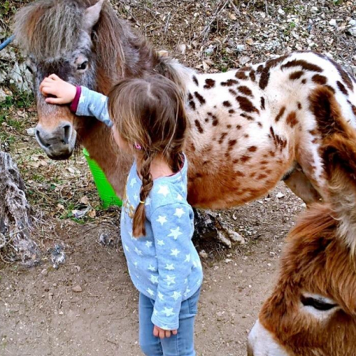 Ferme pédagogique Domaine de la Tour : poney