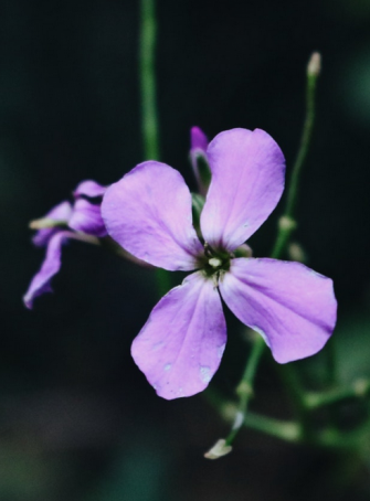 La Ville rose célèbre la Fête de la violette