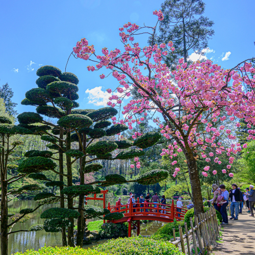 Hanami, la fête des cerisiers au Parc oriental de Maulévrier