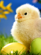 Un poussin et ses œufs de Pâques