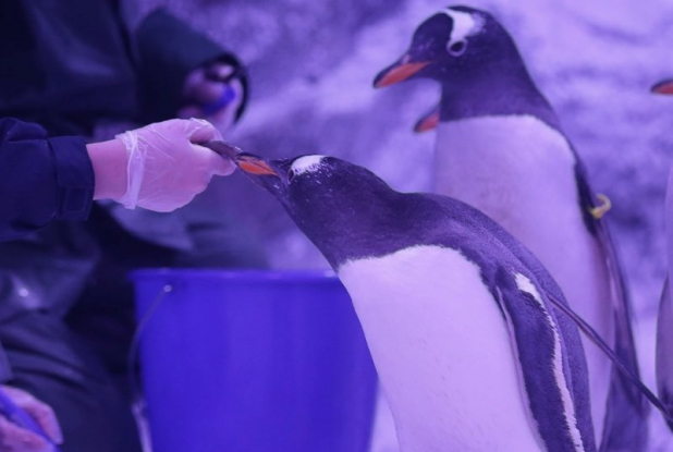 Aquarium SEA LIFE Paris - Val d'Europe : nourrissage des manchots