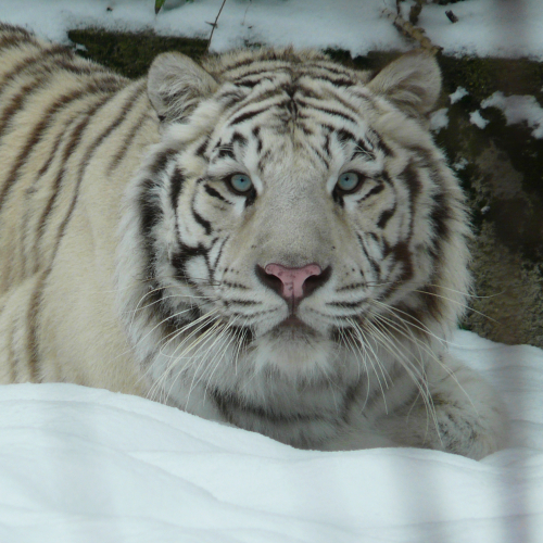 Noël à Touroparc avec les animaux