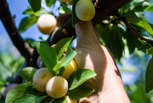 Cueillette de la Croix Verte : fruits
