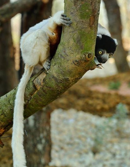 Parc zoologique de Paris Photo F-G Grandin © MNHN]