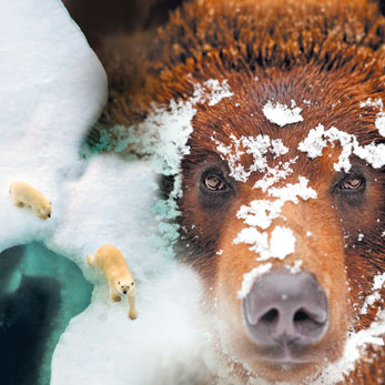 Expo Espèces d'ours !