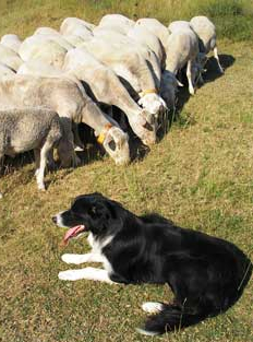 Chiens de troupeau - ferme