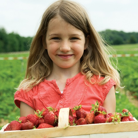 Cueillette de l'Ile - Fraises avec les enfants