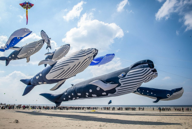 Cerfs-Volants Berck Baleines