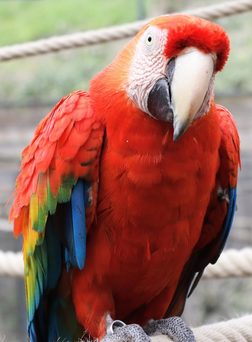 Zoo de Lille : Perroquet