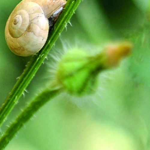 Fête de la Nature d'Aix-en-Provence 2019