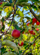 Fête de la pomme