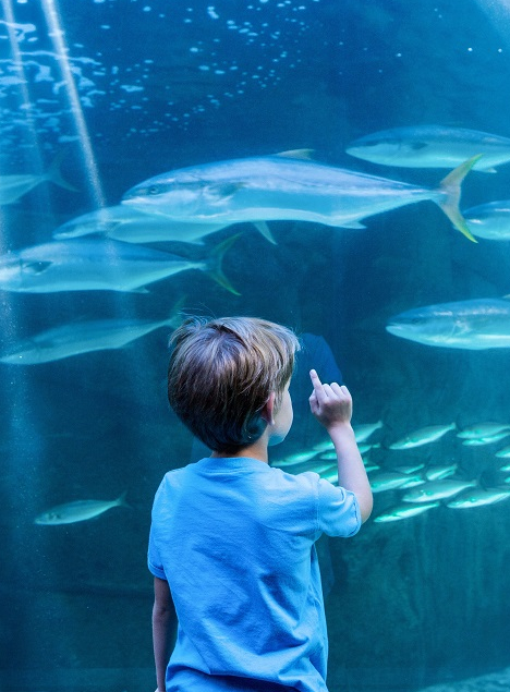 Top 10 des aquariums à visiter en famille en France