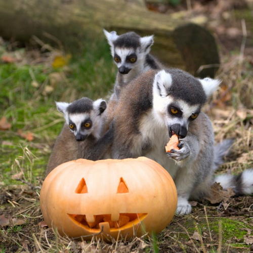 Halloween 2024 au Parc Animalier d'Auvergne : Des animaux mangent une citrouille
