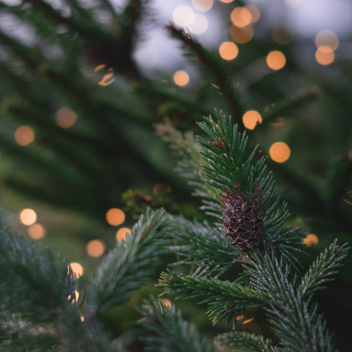 Quel est le sapin le plus écologique ?