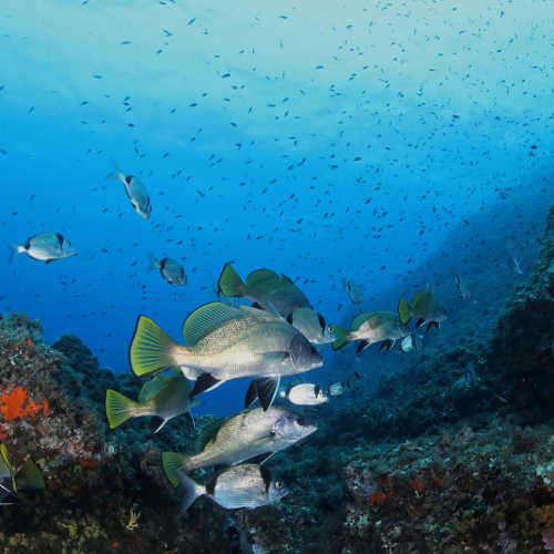 Le Printemps des Calanques