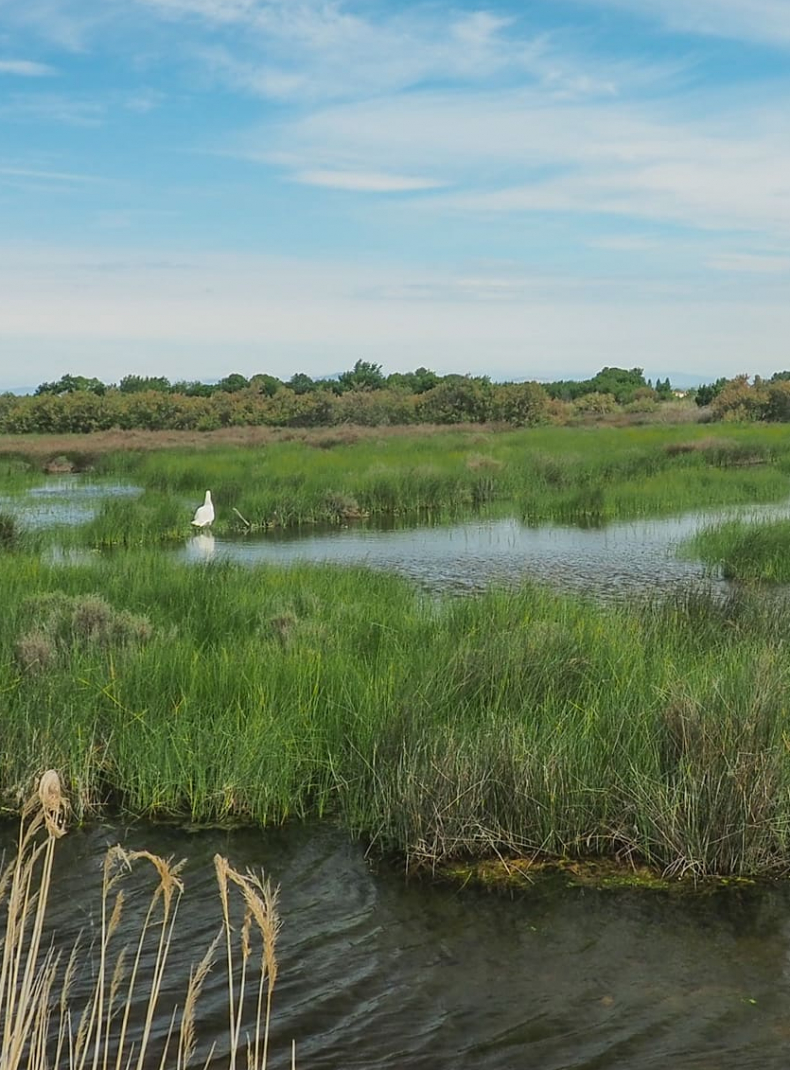 Etang de l'Or baignade et détente en famille près de Montpellier