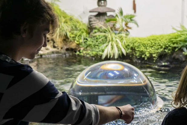 Aquarium de Paris - Cinéaqua : nourrissage des carpes Koi