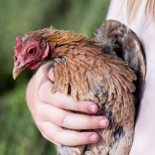 Fête du printemps à La Ferme du Vinage