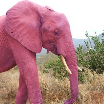 Elephant rose