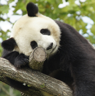 séjour ZooParc de Beauval_jeux-concours@Zooparc de Beauval