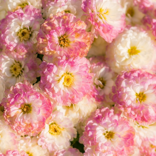 Docks Flowers : marché aux fleurs aux Docks Village