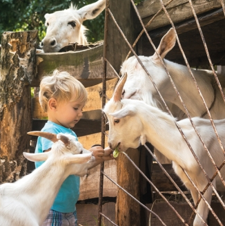 Un enfant à la ferme