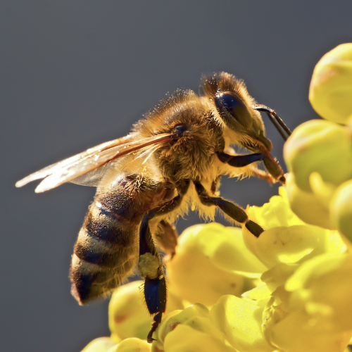 Le monde merveilleux des abeilles