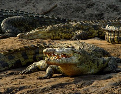 Nature (Enchanted Kingdom)