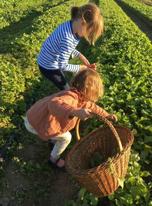 Cueillette du Plessis - Chanteloup en Brie : enfants ramassent herbes