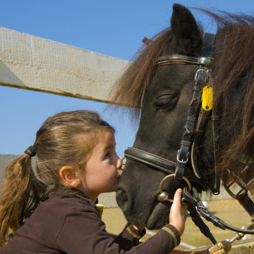 Equitation Poney Club Les Douemes