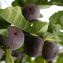 Puits, rends moi ma figue