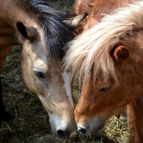 Animations du dimanche au Poney Club du Val de Saône