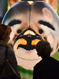 Insectes Micromégas