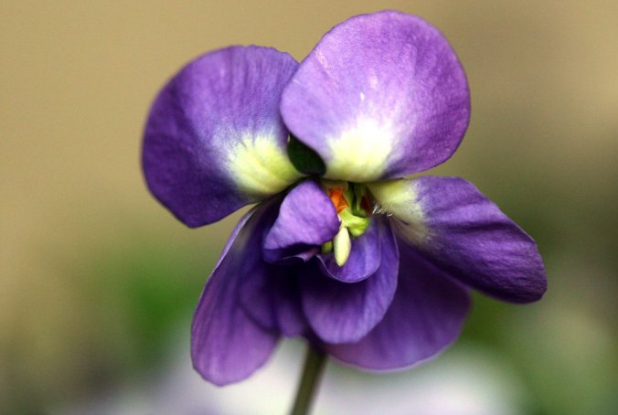 Fête de la violette 2016