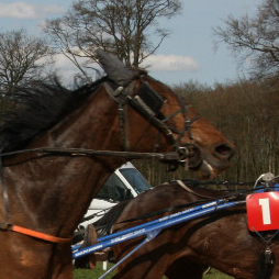 Hippodrome de Saint Aubin les Elbeuf