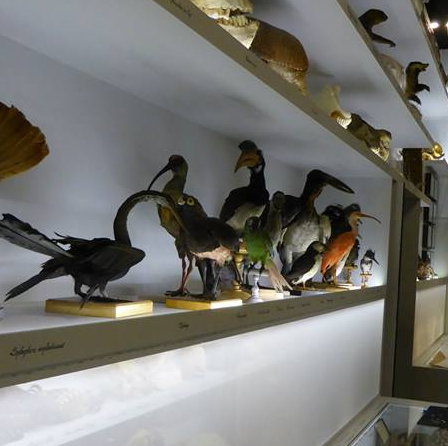 Expo - Dans la chambre des merveilles - Musée des Confluences